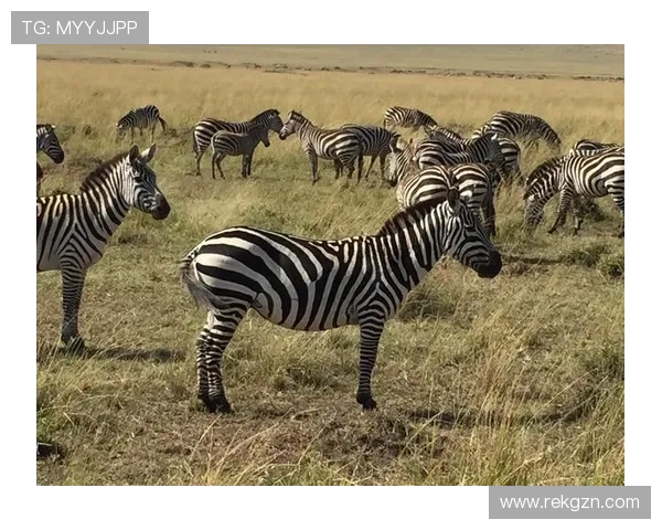 姆希塔良两度博德苦战难忘之旅